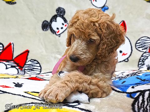 �X�^���_�[�h�v�[�h��